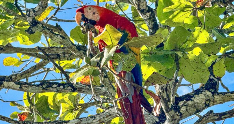 2026 Costa Rica Real Estate trends